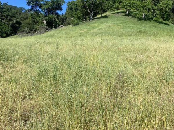 Toyon Road, Lafayette, CA 94549