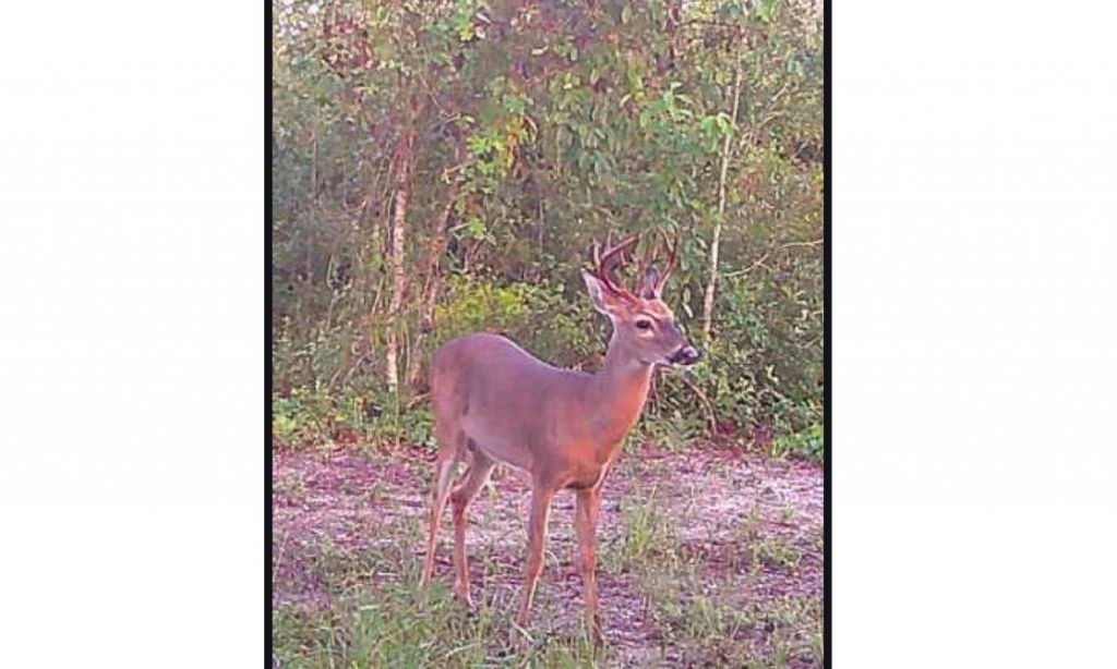 22962 144th Street, Live Oak, FL 32060 Photo