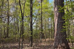 Rocky Ford Rd. photo 4