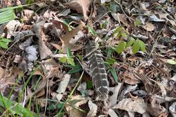 Rocky Ford Rd. photo 4