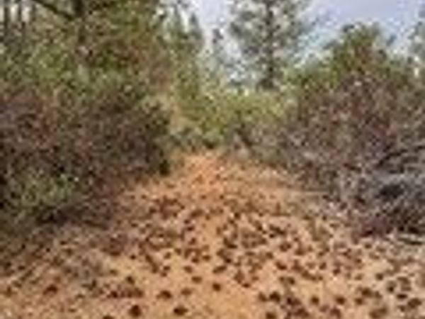 0 Fitzgerald Circle, Forest Ranch, CA 95942