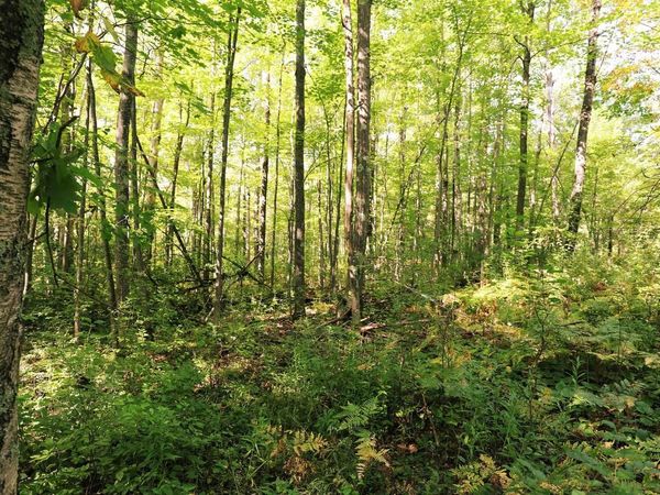 xxx County Hwy C, Washburn, WI 54891