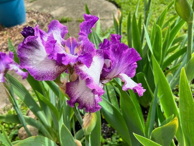 63 N Ogden Avenue, Columbus, OH 43204 Photo 38