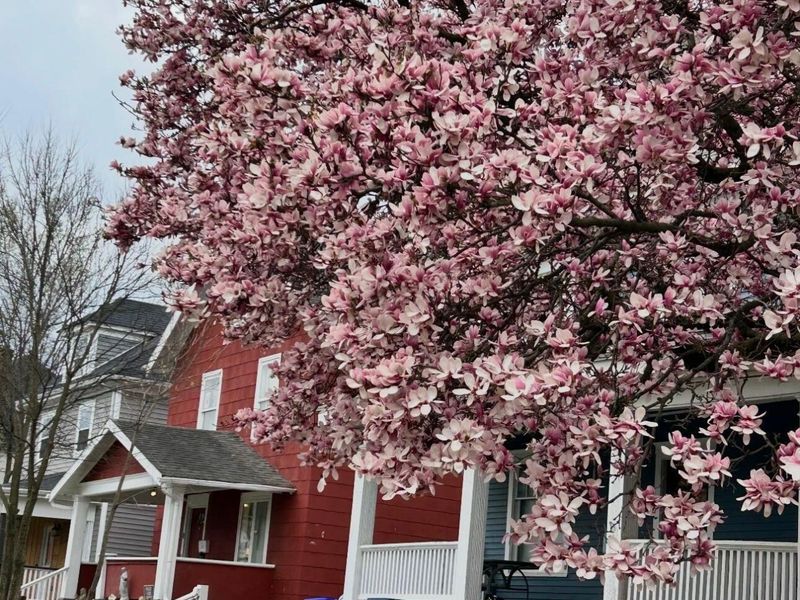 63 N Ogden Avenue, Columbus, OH 43204 Photo 45