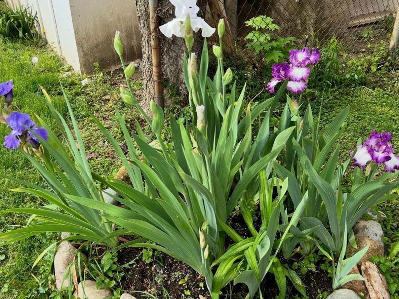 63 N Ogden Avenue, Columbus, OH 43204 Photo 51