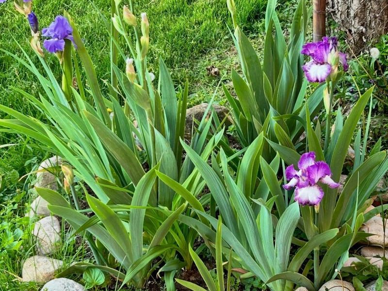 63 N Ogden Avenue, Columbus, OH 43204 Photo 53