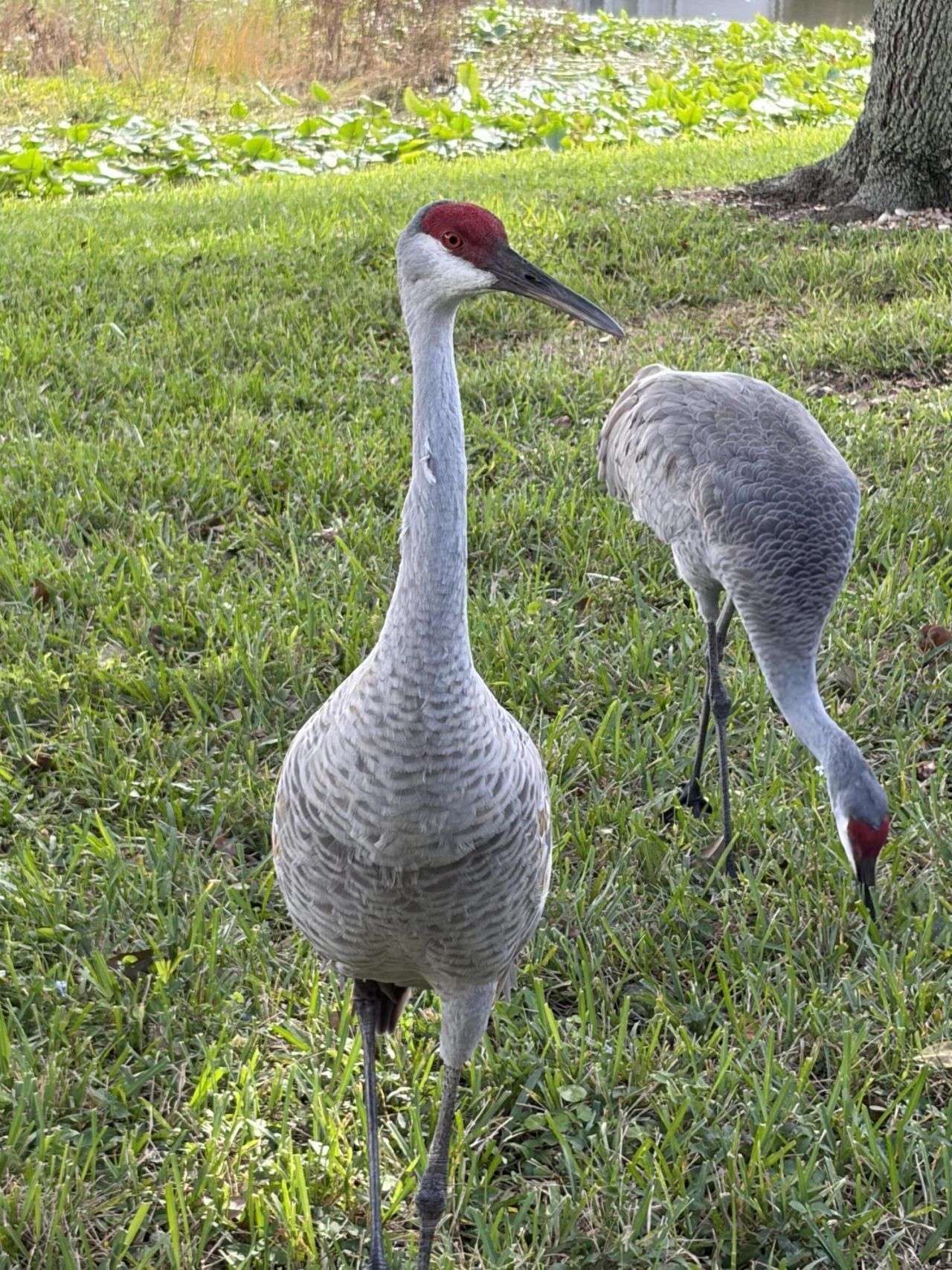 6657 Pavone Street, Lake Worth, FL 33467 Photo