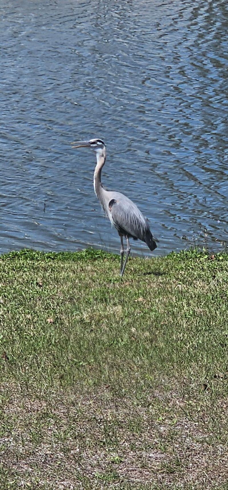 11 Tortuga, Port Saint Lucie, FL 34952 Photo