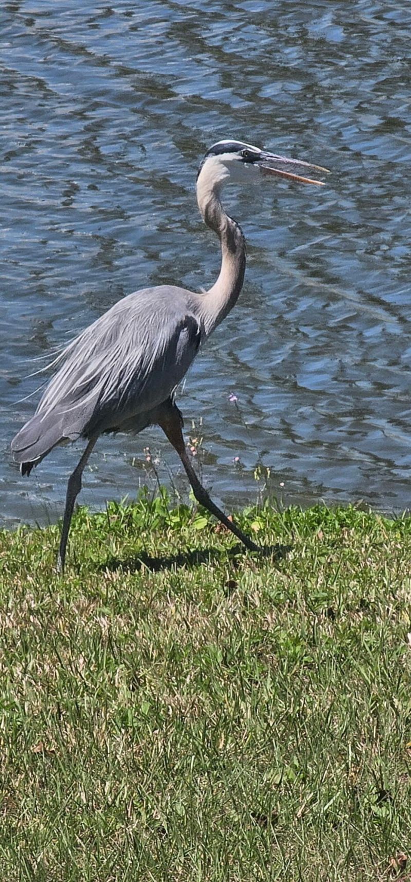 11 Tortuga, Port Saint Lucie, FL 34952 Photo