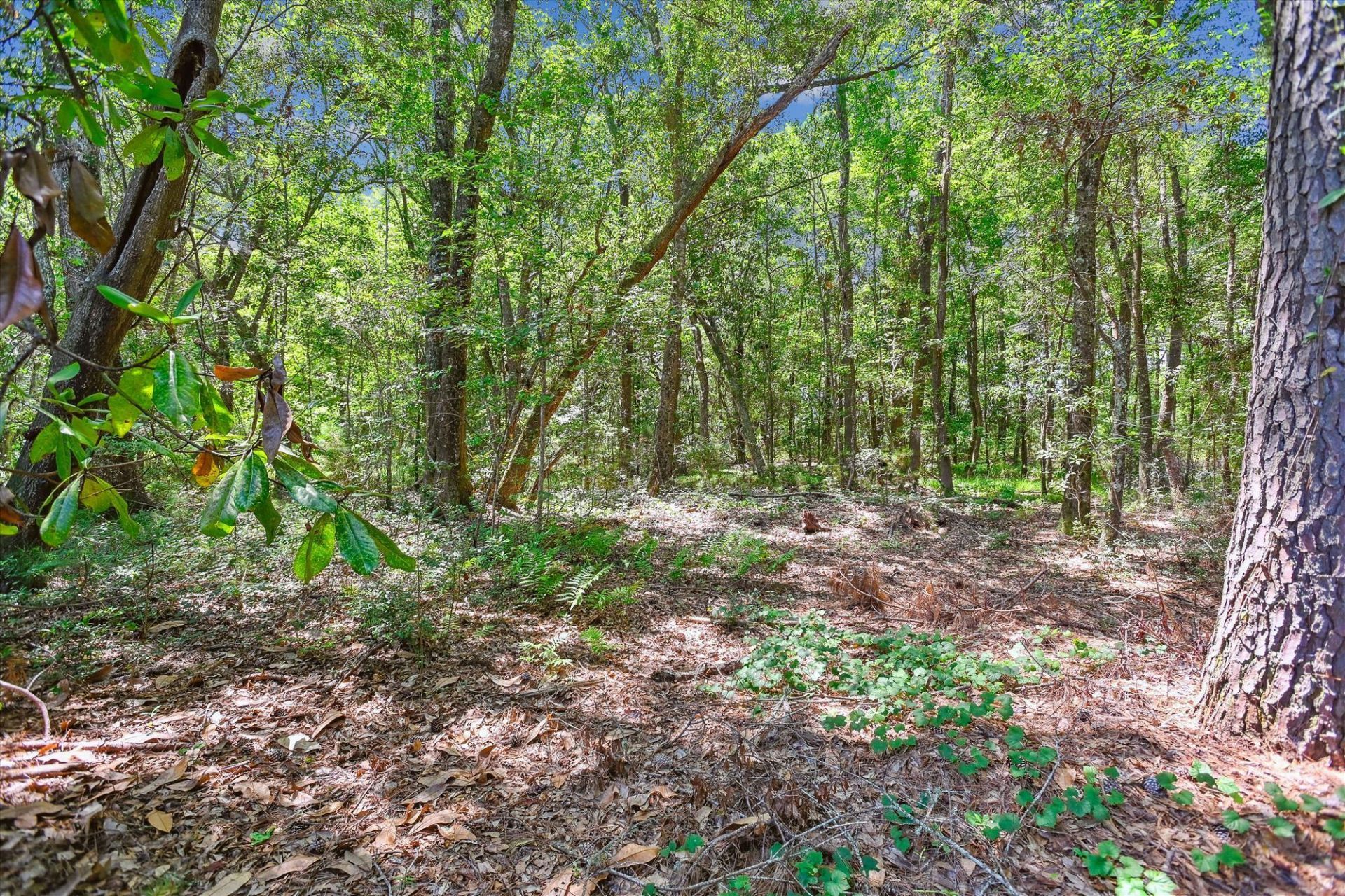 2458 Audette Avenue Photo 86