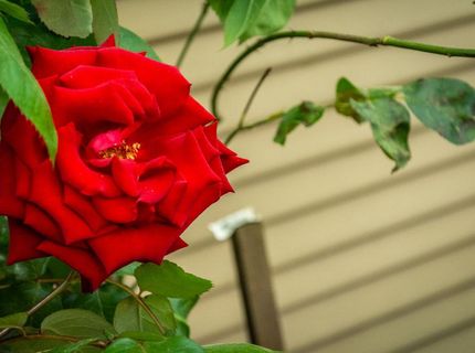 427 Wyndgate Rd, Sacramento, CA 95864 Photo