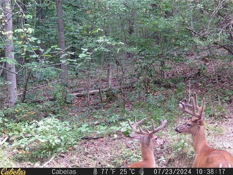 2309 Township Road 281, Bergholz, OH 43908 Photo 24