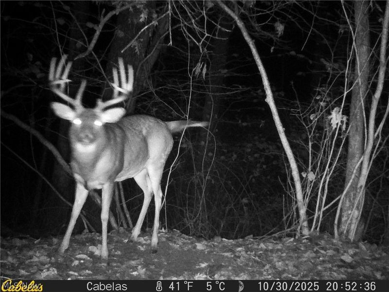 2309 Township Road 281, Bergholz, OH 43908 Photo 25