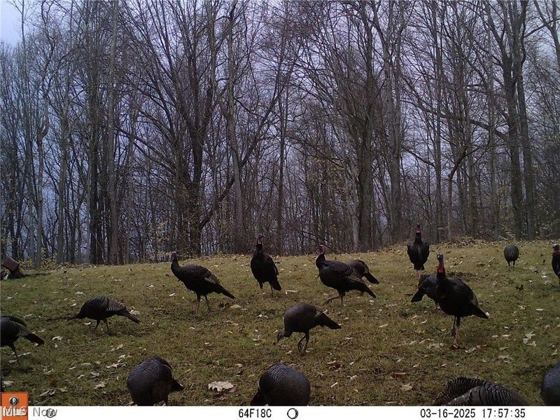 2309 Township Road 281, Bergholz, OH 43908 Photo 30