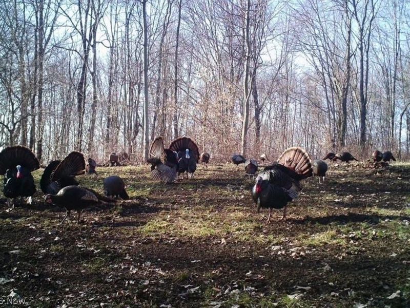 2309 Township Road 281, Bergholz, OH 43908 Photo 31