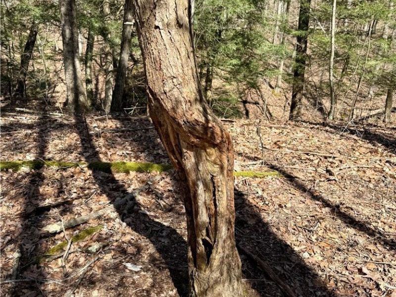 2309 Township Road 281, Bergholz, OH 43908 Photo 35