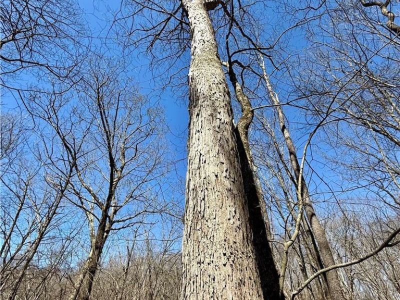 2309 Township Road 281, Bergholz, OH 43908 Photo 42