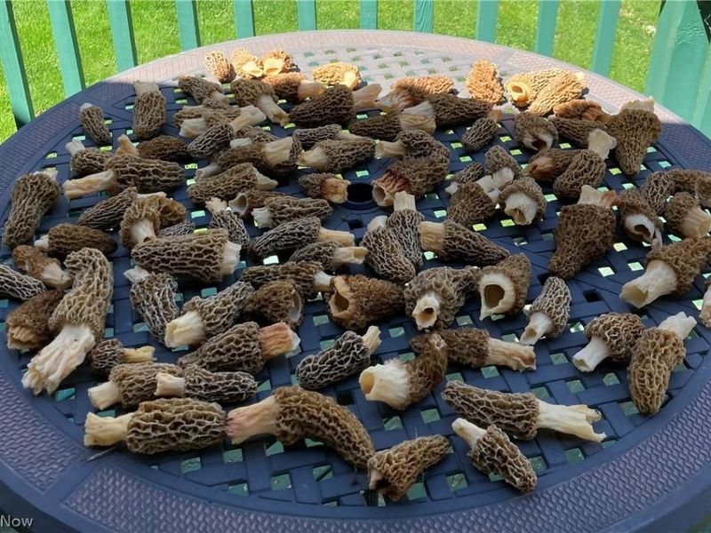 2309 Township Road 281, Bergholz, OH 43908 Photo 43