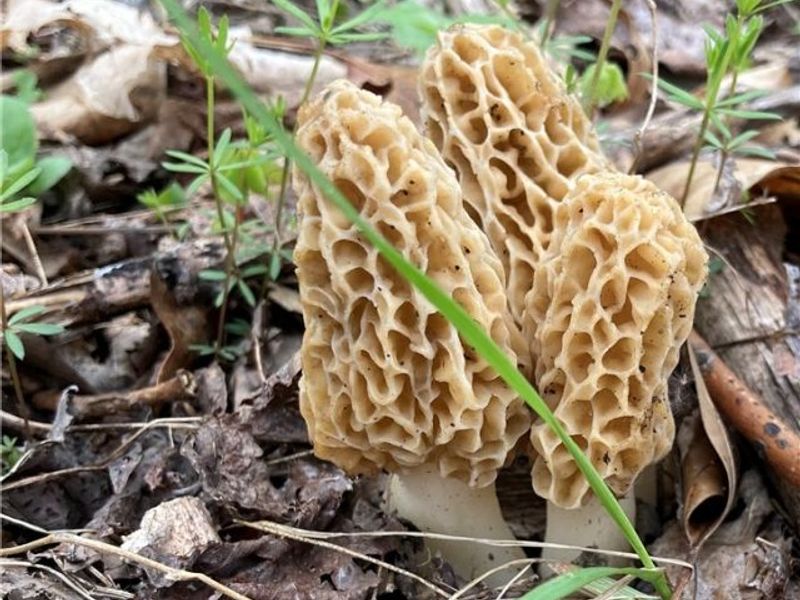 2309 Township Road 281, Bergholz, OH 43908 Photo 44