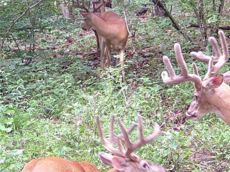 2309 Township Road 281, Bergholz, OH 43908 Photo 45