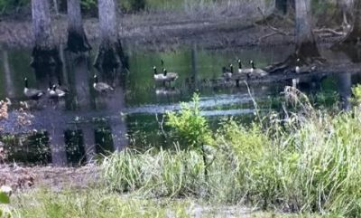 1384 Sandy Landing Lane Photo 41