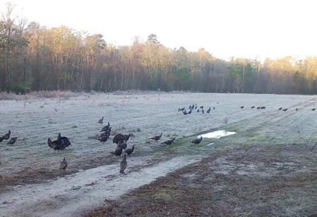 1384 Sandy Landing Lane Photo 43