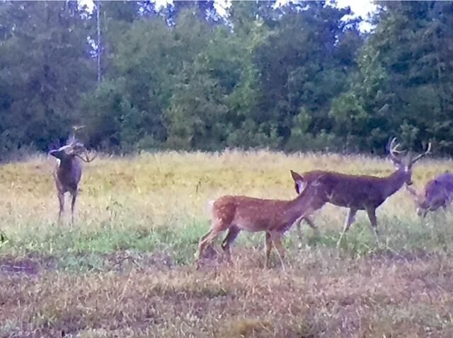 1384 Sandy Landing Lane Photo 47