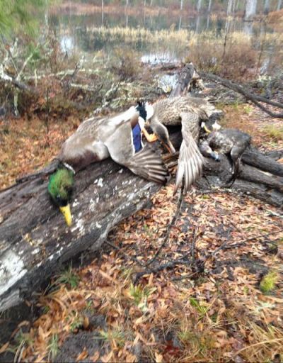 1384 Sandy Landing Lane Photo 49