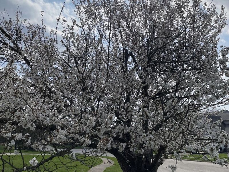 1952 Sherring Court , Reynoldsburg, OH 43068 Photo 27