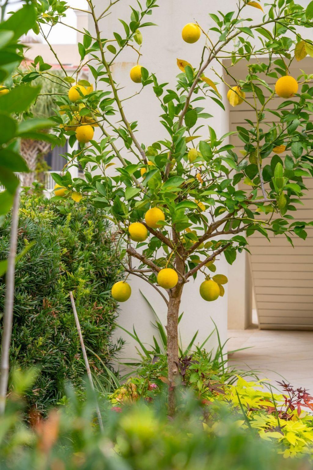 74 Halsey Boulevard Photo 78