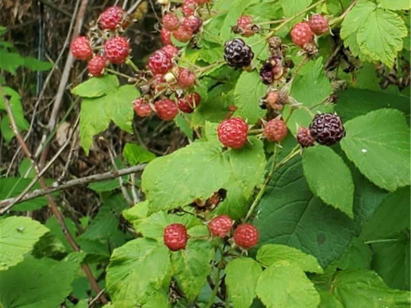 41264 Township Road 58, Coshocton, OH 43812 Photo 44