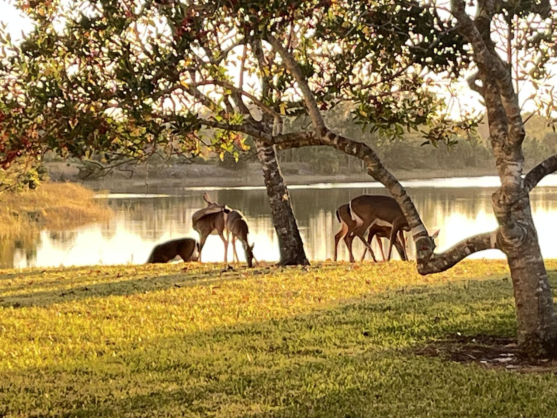 4552 N San Andros, West Palm Beach, FL 33411 Photo