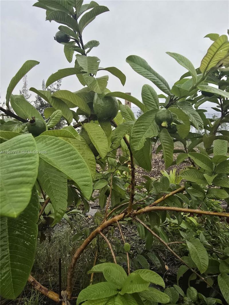 208 Ave , Miami, FL 33196 Photo