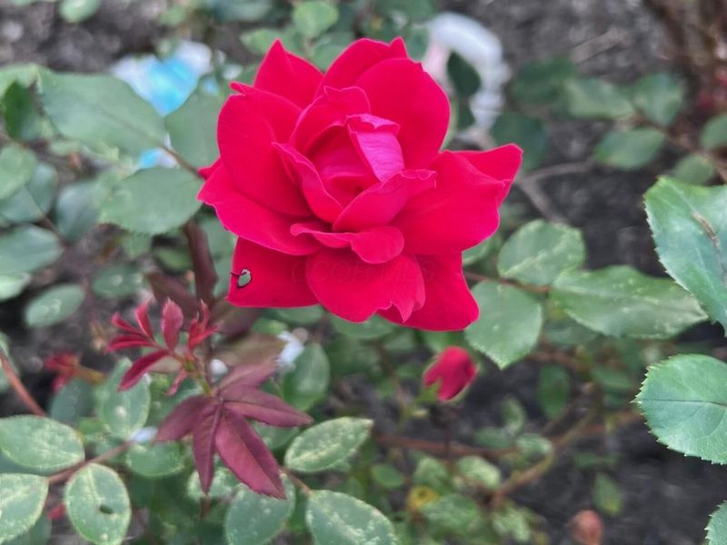 4042 Blendon Point Drive, Unit 57A, Columbus, OH 43230 Photo 46