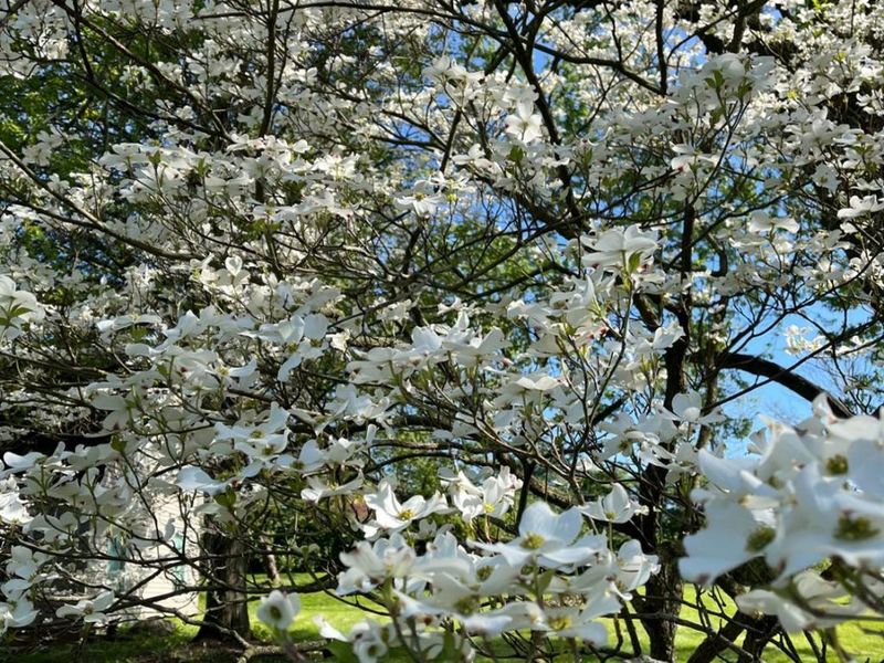 7628 Lesourdsville West Chester Road, West Chester, OH 45069 Photo 64