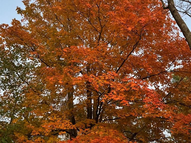 7628 Lesourdsville West Chester Road, West Chester, OH 45069 Photo 66