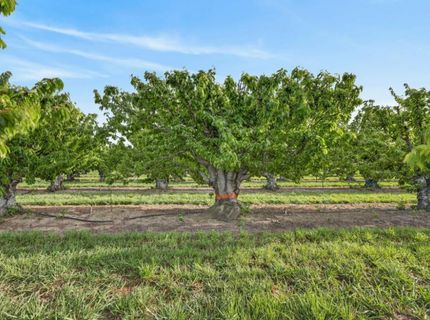 Andrus Island Rd, Isleton, CA 95641 Photo