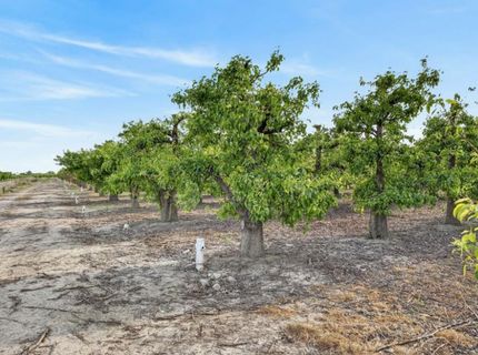 Andrus Island Rd, Isleton, CA 95641 Photo