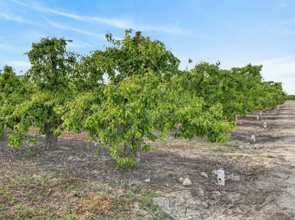 Andrus Island Rd, Isleton, CA 95641 Photo