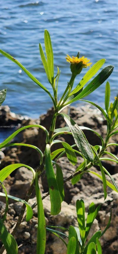 15585 SW 76th Ln, Unit A81-8, Miami, FL 33193 Photo