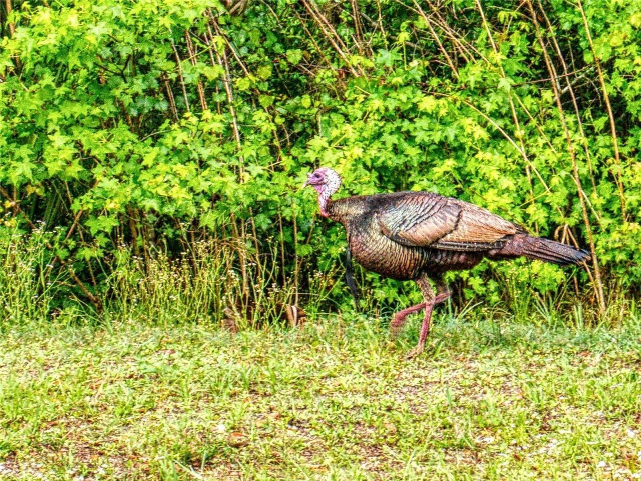 2329 Legacy Lane , New Smyrna Beach, FL 32168 Photo