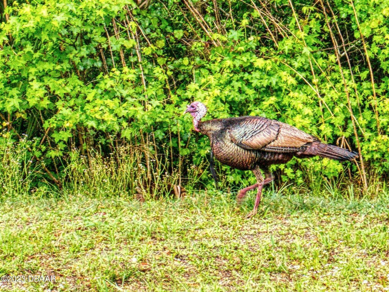 2329 Legacy Lane, New Smyrna Beach, FL 32168 Photo