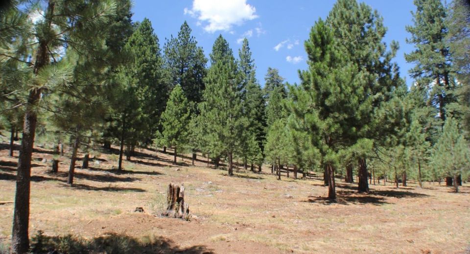 10735 Dogwood, Truckee, CA 96161 Photo