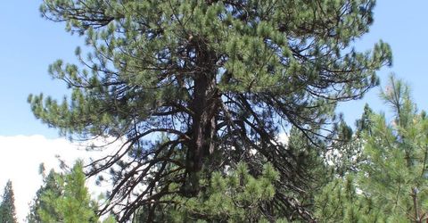 10735 Dogwood, Truckee, CA 96161 Photo