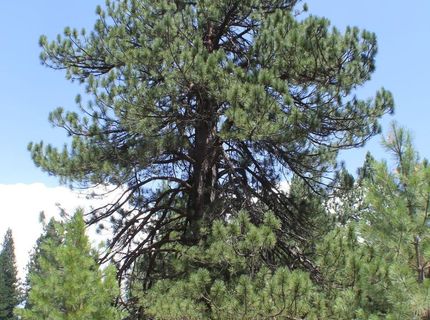 10735 Dogwood, Truckee, CA 96161 Photo