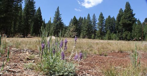 10735 Dogwood, Truckee, CA 96161 Photo