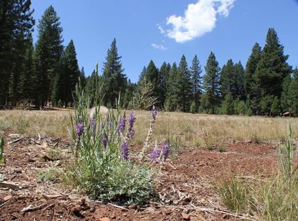 10735 Dogwood, Truckee, CA 96161 Photo