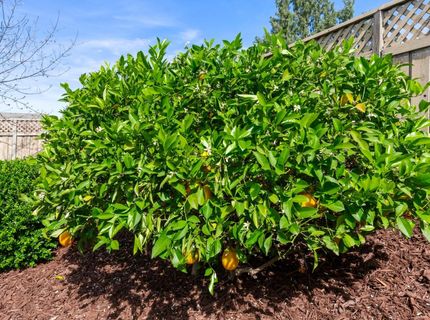 1780 Mary Rose Ln, Lincoln, CA 95648 Photo