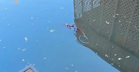 2424 Larkspur Ln #217, Unit 217, Sacramento, CA 95825 Photo