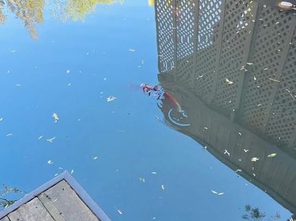 2424 Larkspur Ln #217, Unit 217, Sacramento, CA 95825 Photo